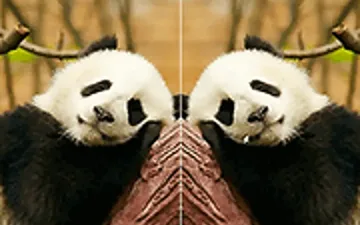 Animal Differences