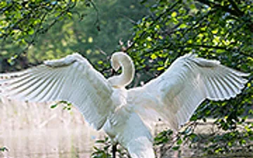 Hidden Spots: Birds