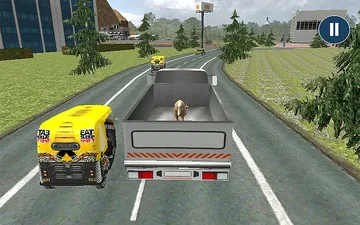 Animal Transport