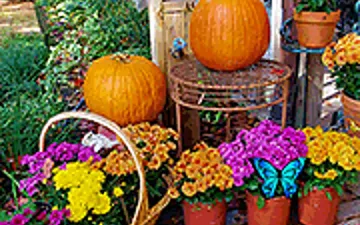 100 Butterflies: Autumn Garden