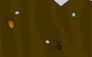 Spider Terrarium